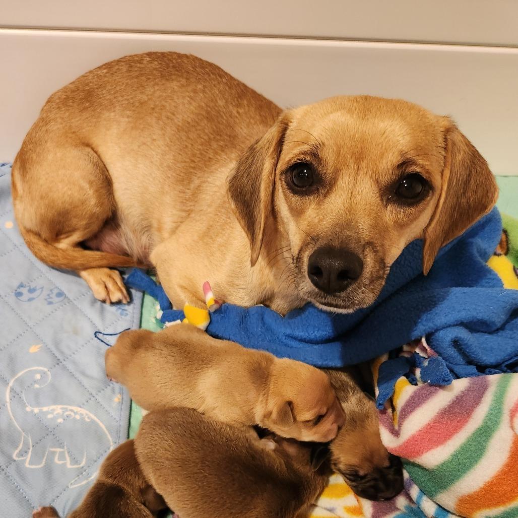 Enlarge Cinnamon, a Adoptable mixed breed in Chaska, MN image 4/6