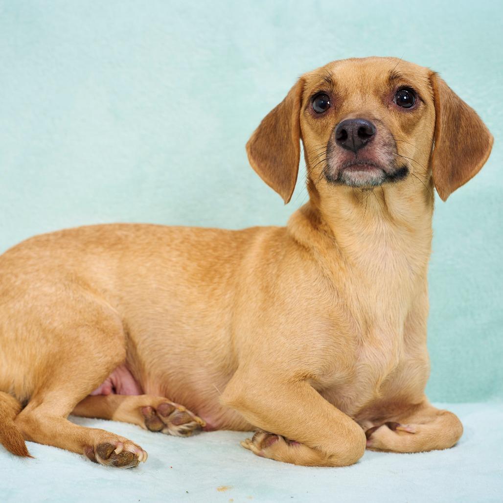 Enlarge Cinnamon, a Adoptable mixed breed in Chaska, MN image 5/6