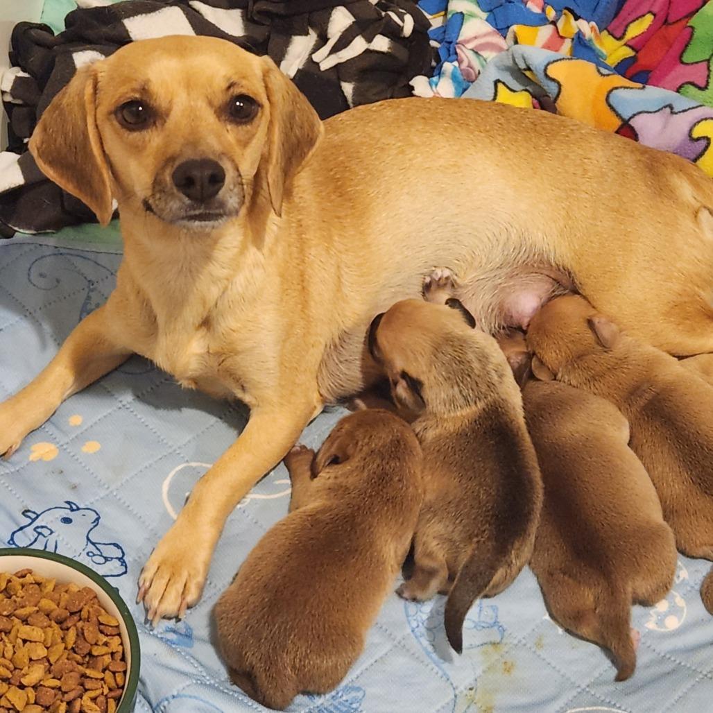 Enlarge Cinnamon, a Adoptable mixed breed in Chaska, MN image 6/6