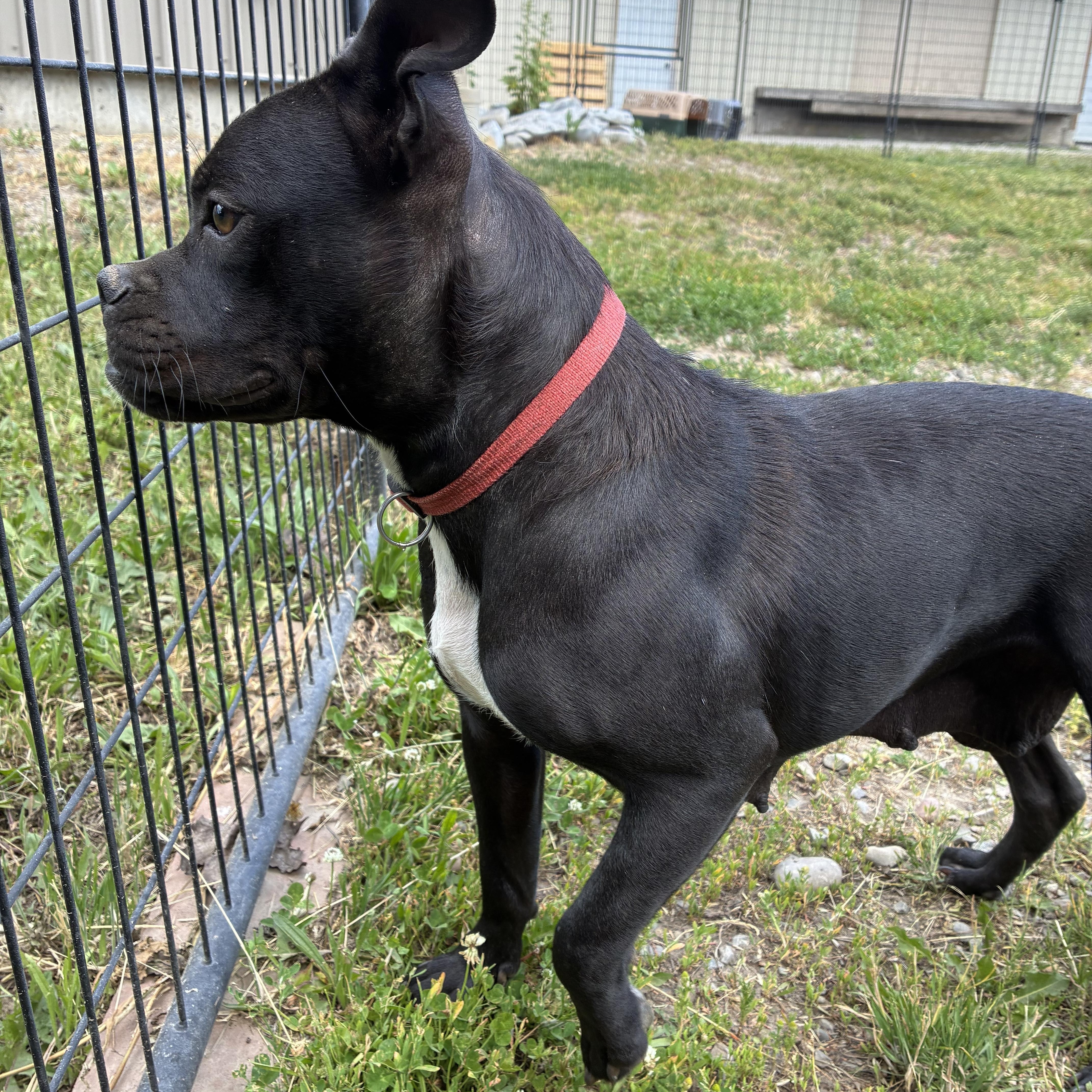 Enlarge Shelby, an adopted mixed breed in Bonners Ferry, ID image 2/3