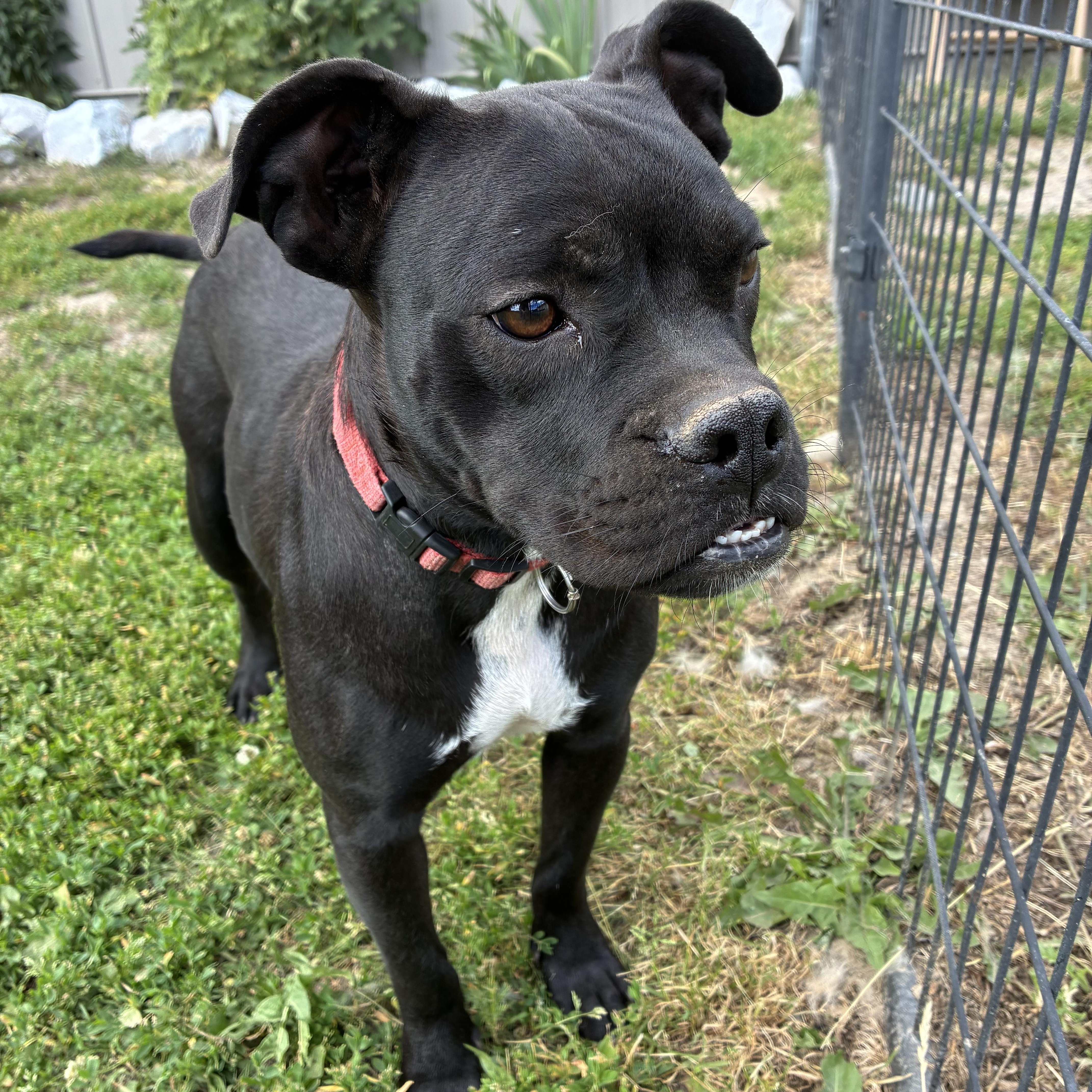 Shelby, adopted, Adult Female Mixed Breed.