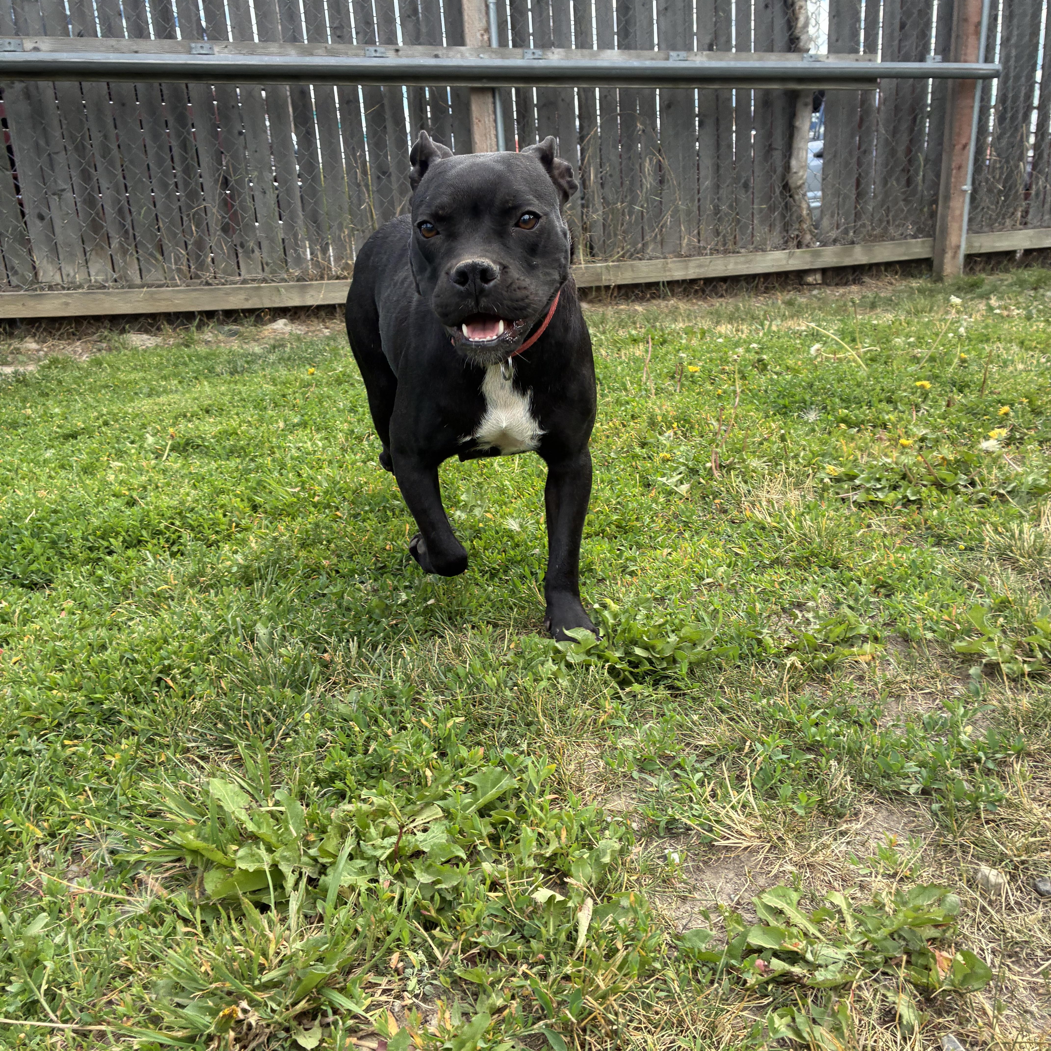 Enlarge Shelby, an adopted mixed breed in Bonners Ferry, ID image 3/3