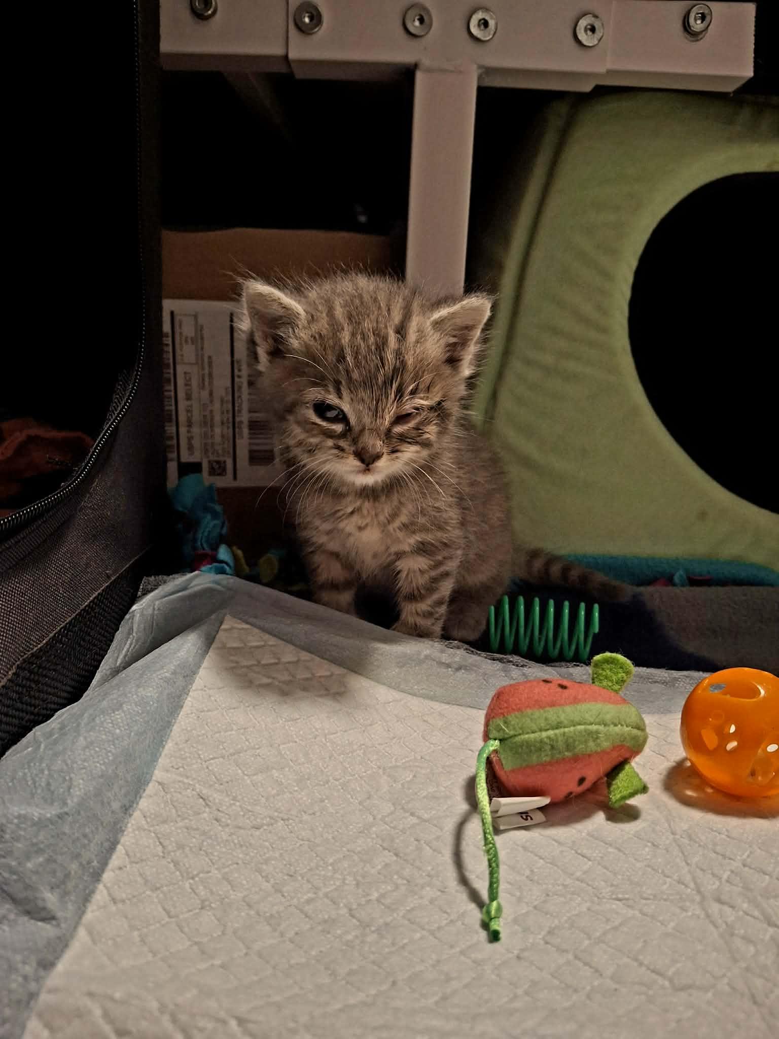 Axel, Adoptable, Kitten Male Domestic Short Hair.