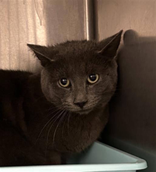 Enlarge A018033, a Adoptable Domestic Short Hair in Saginaw, MI image 1/1