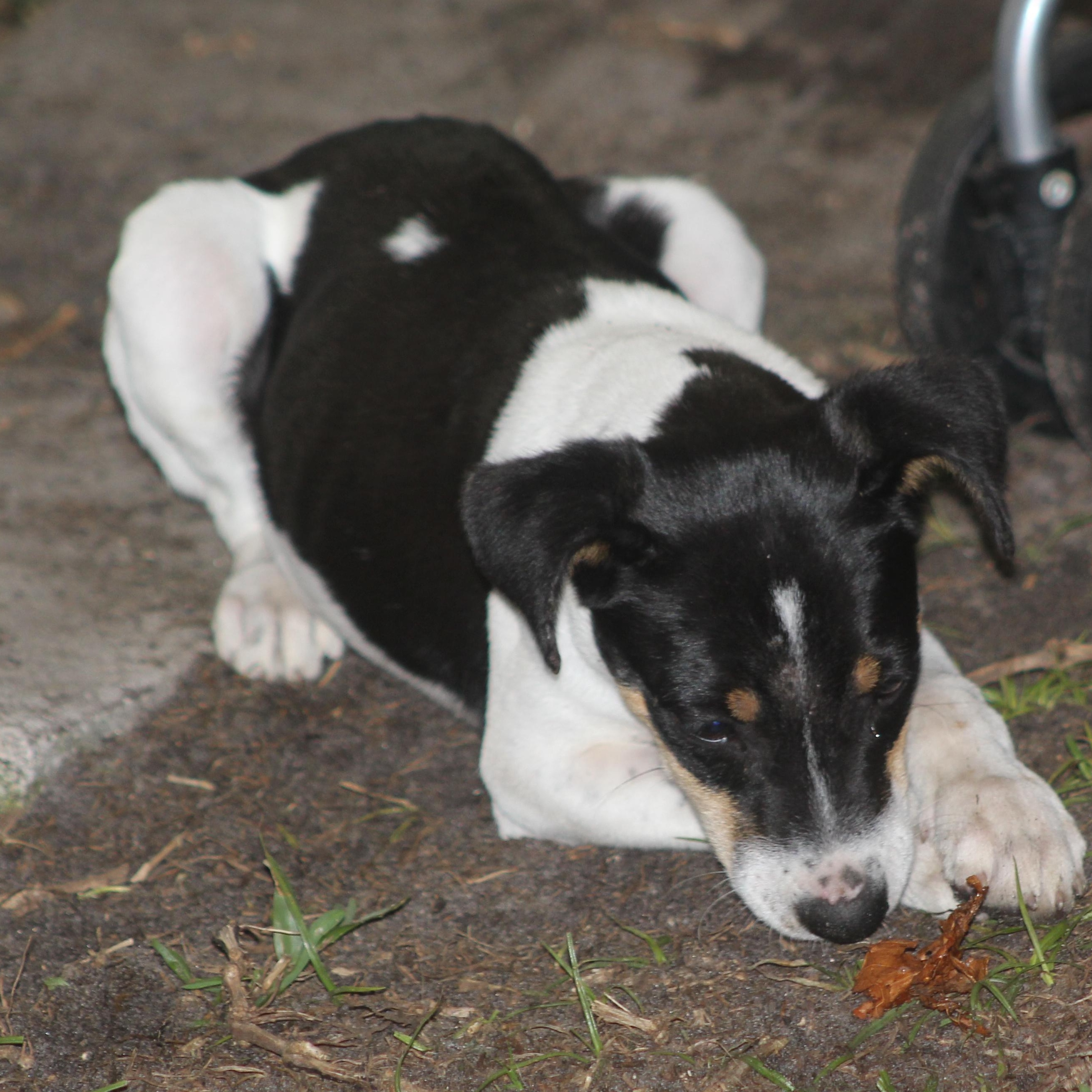 Enlarge Barney, a Adoptable mixed breed in Orlando, FL image 2/4