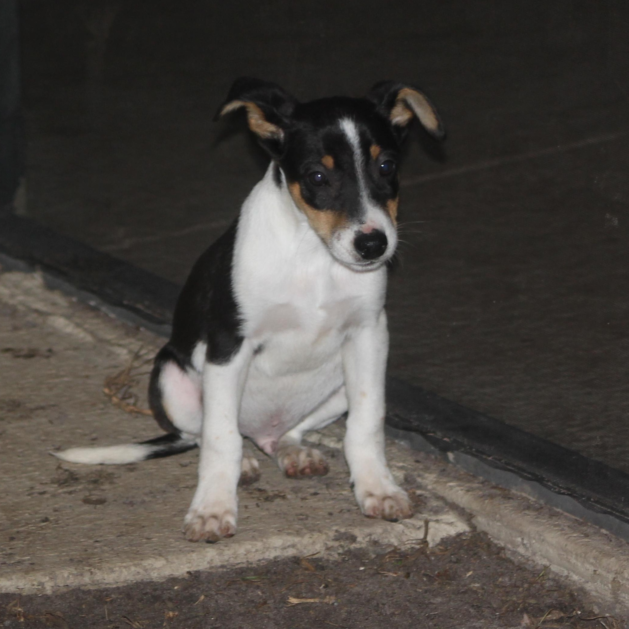 Enlarge Barney, a Adoptable mixed breed in Orlando, FL image 1/4
