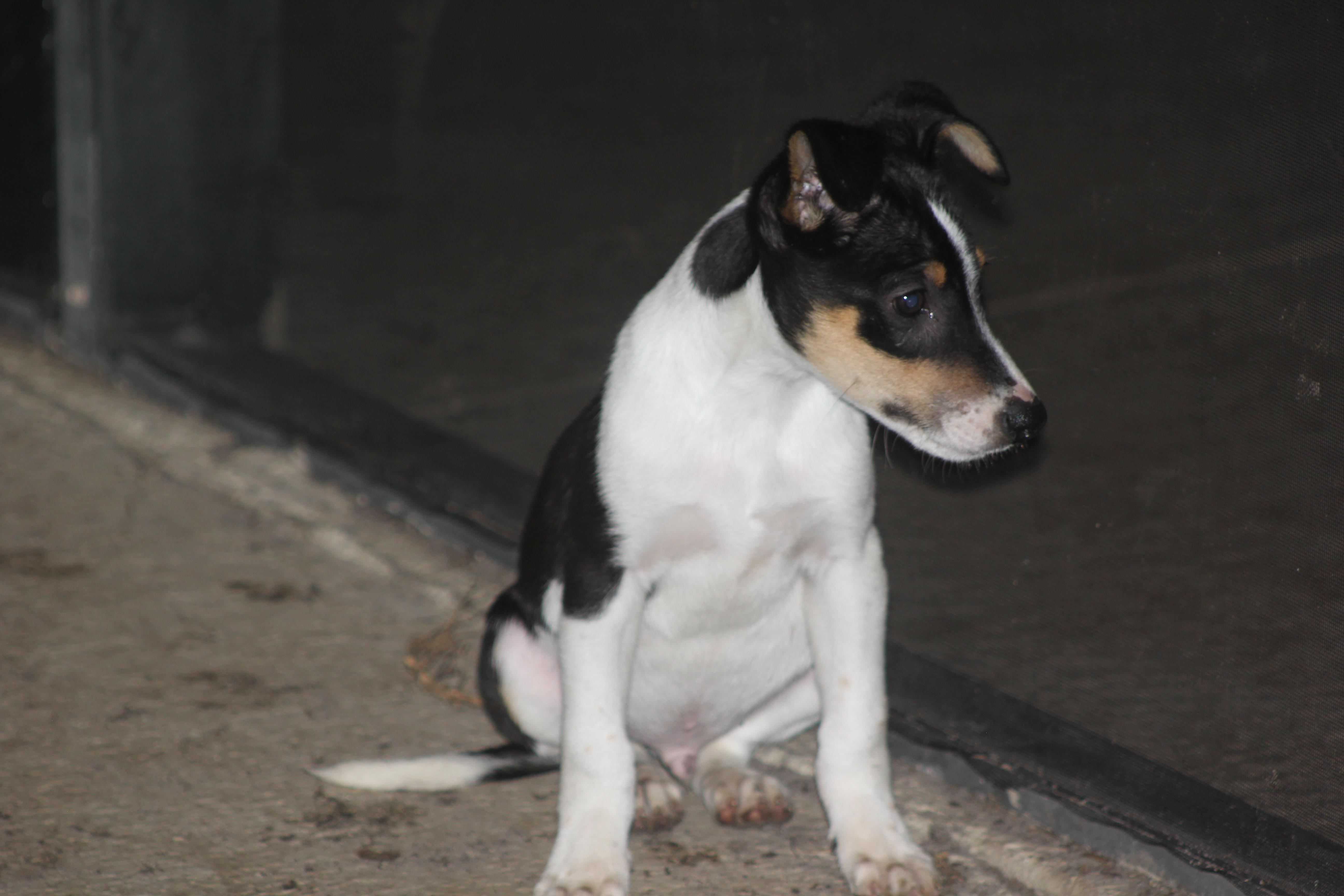 Enlarge Barney, a Adoptable mixed breed in Orlando, FL image 4/4