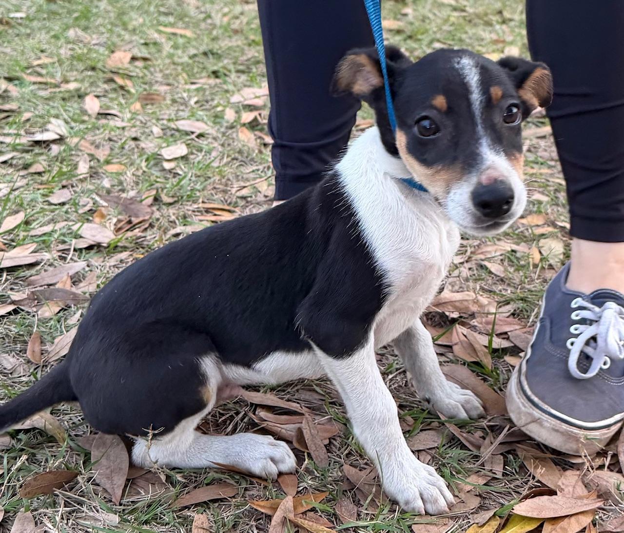 Enlarge Barney, a Adoptable mixed breed in Orlando, FL image 3/4