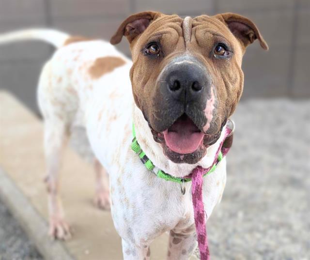 AMELIA*, Adoptable, Adult Female Shar-Pei.