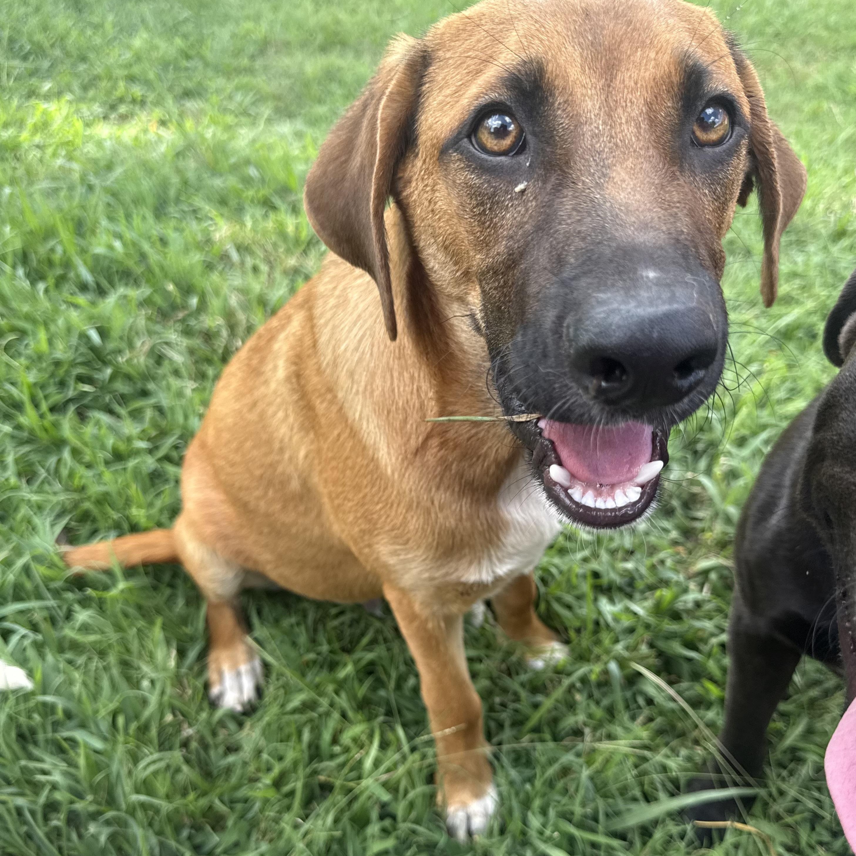 Greg, adopted, Puppy Male Black Mouth Cur.