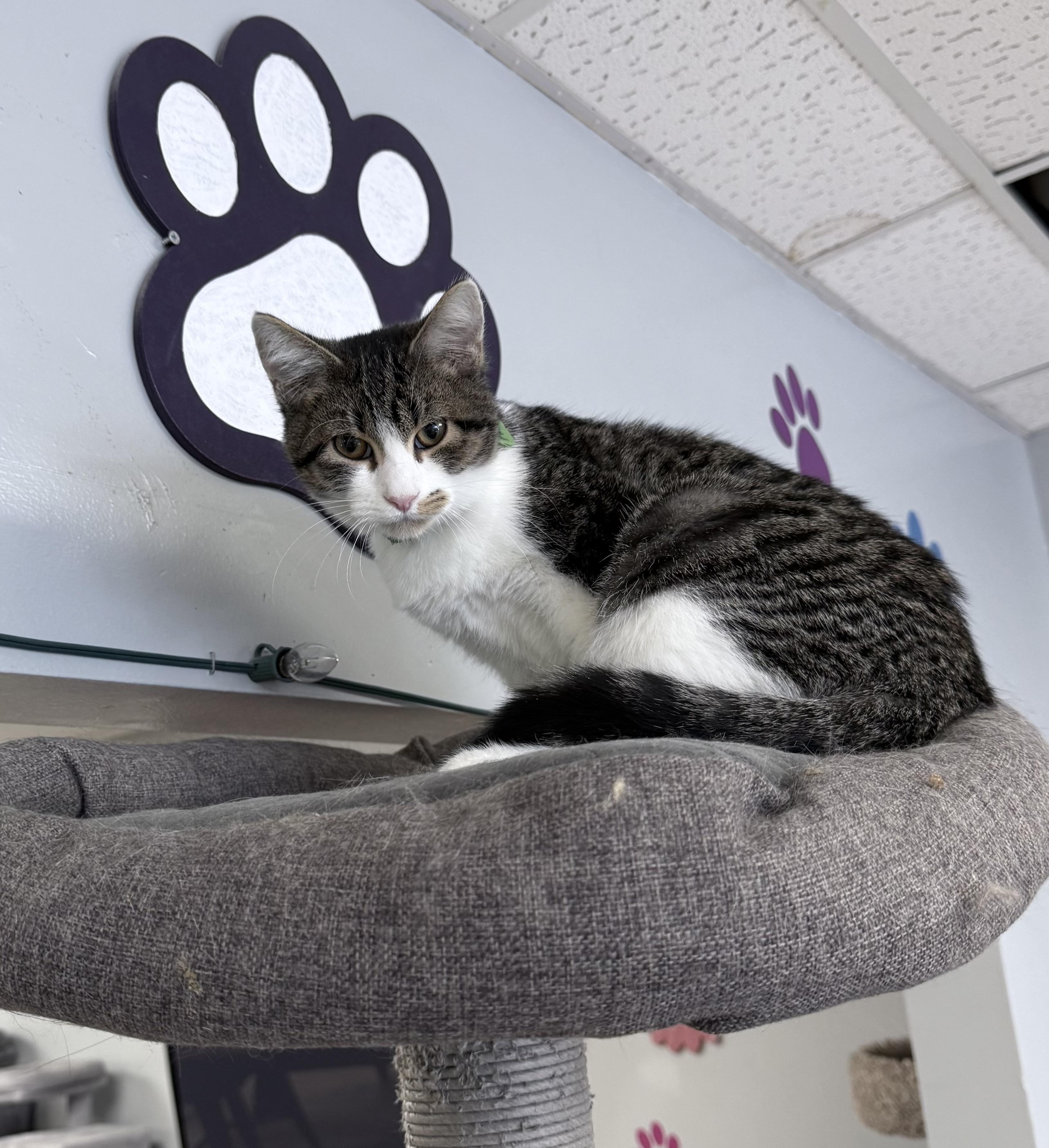 Mr. Crabs, ADOPTABLE, Young Male Domestic Short Hair.