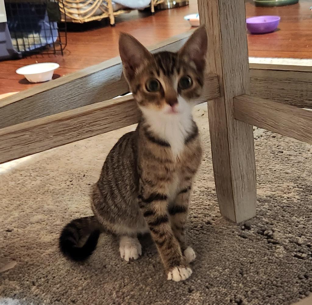 Rosie, Adoptable, Young Female Domestic Short Hair.