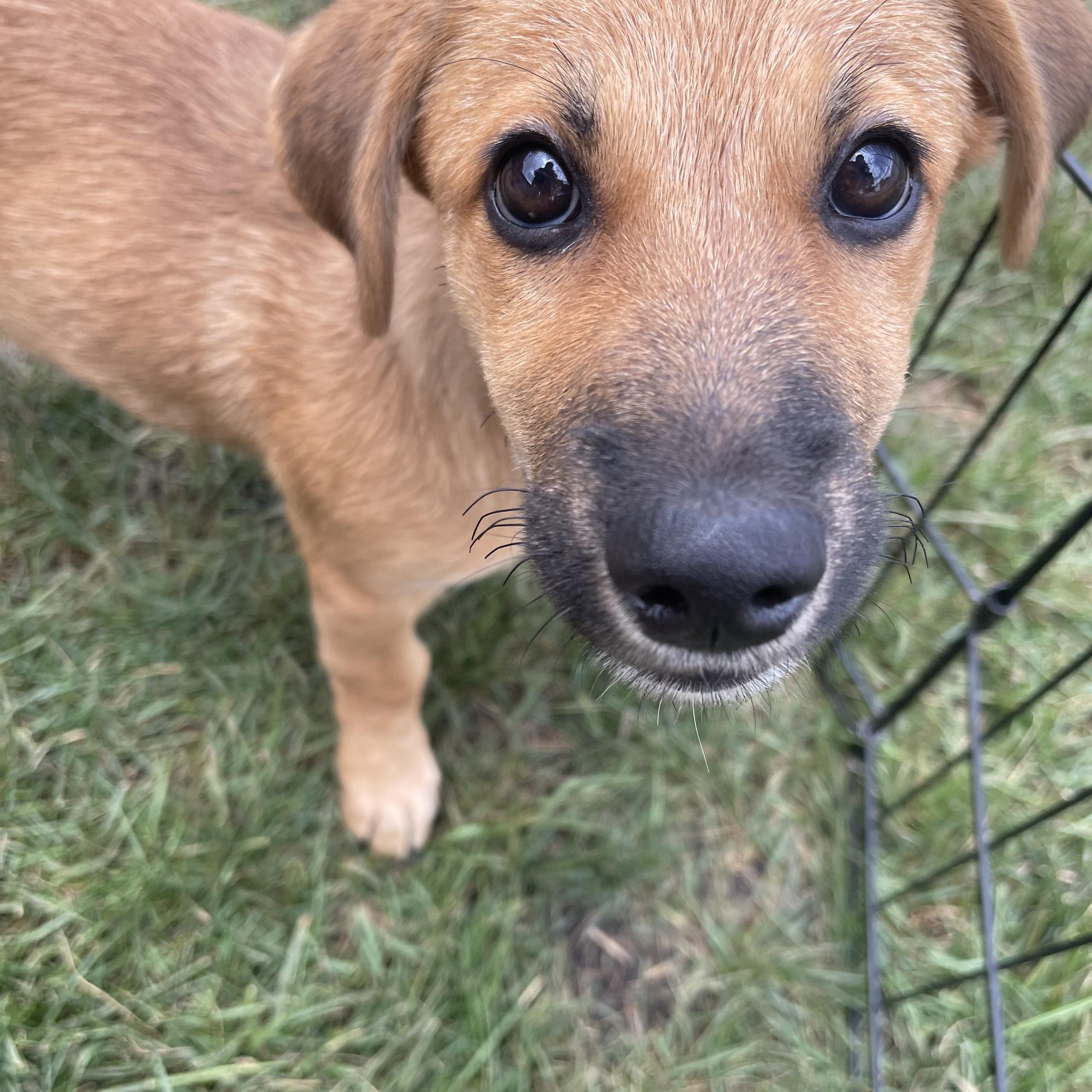 Sparkle, an adopted mixed breed in Addison, IL image 3/5