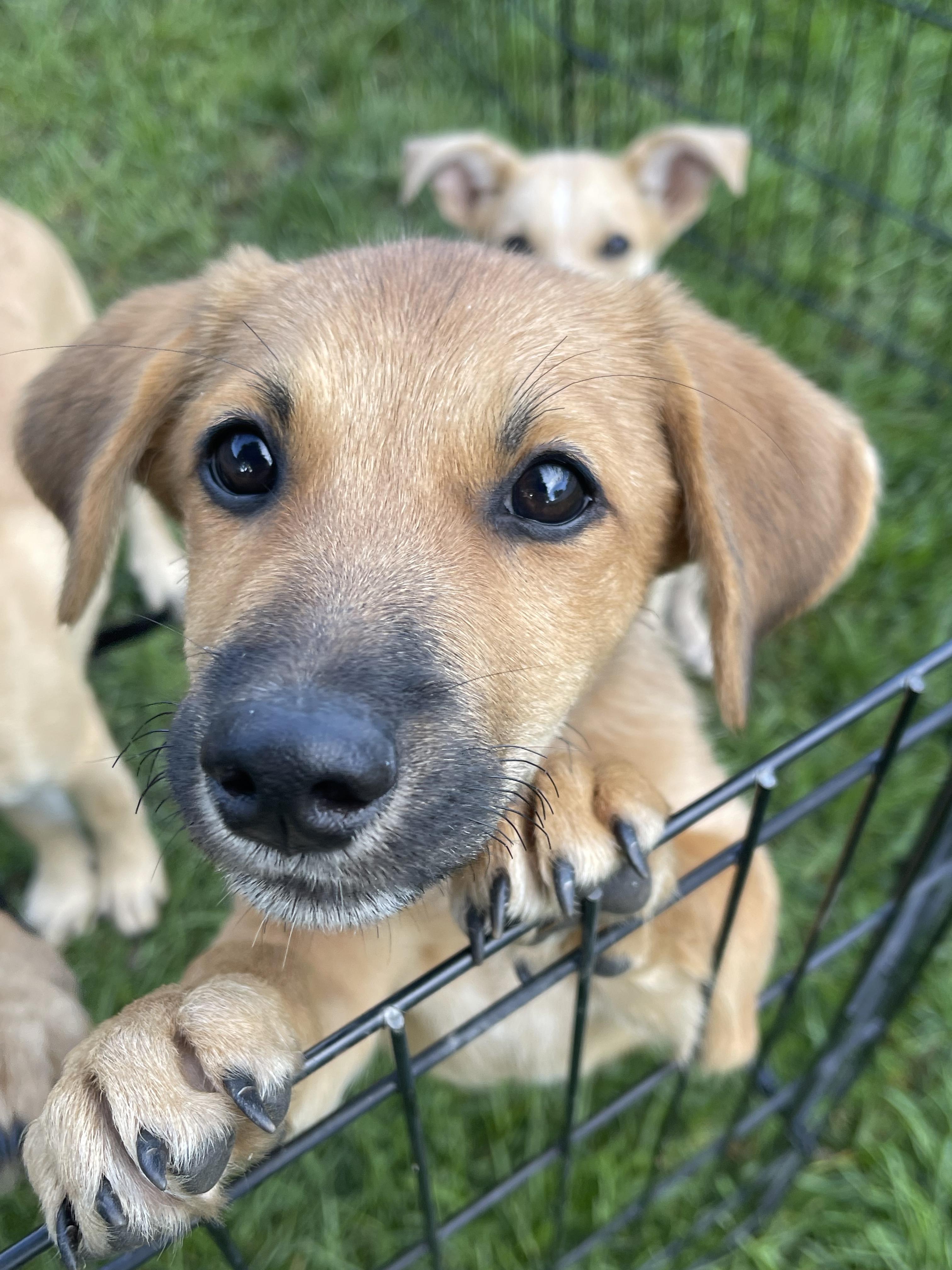 Sparkle, adopted, Puppy Female Dachshund.