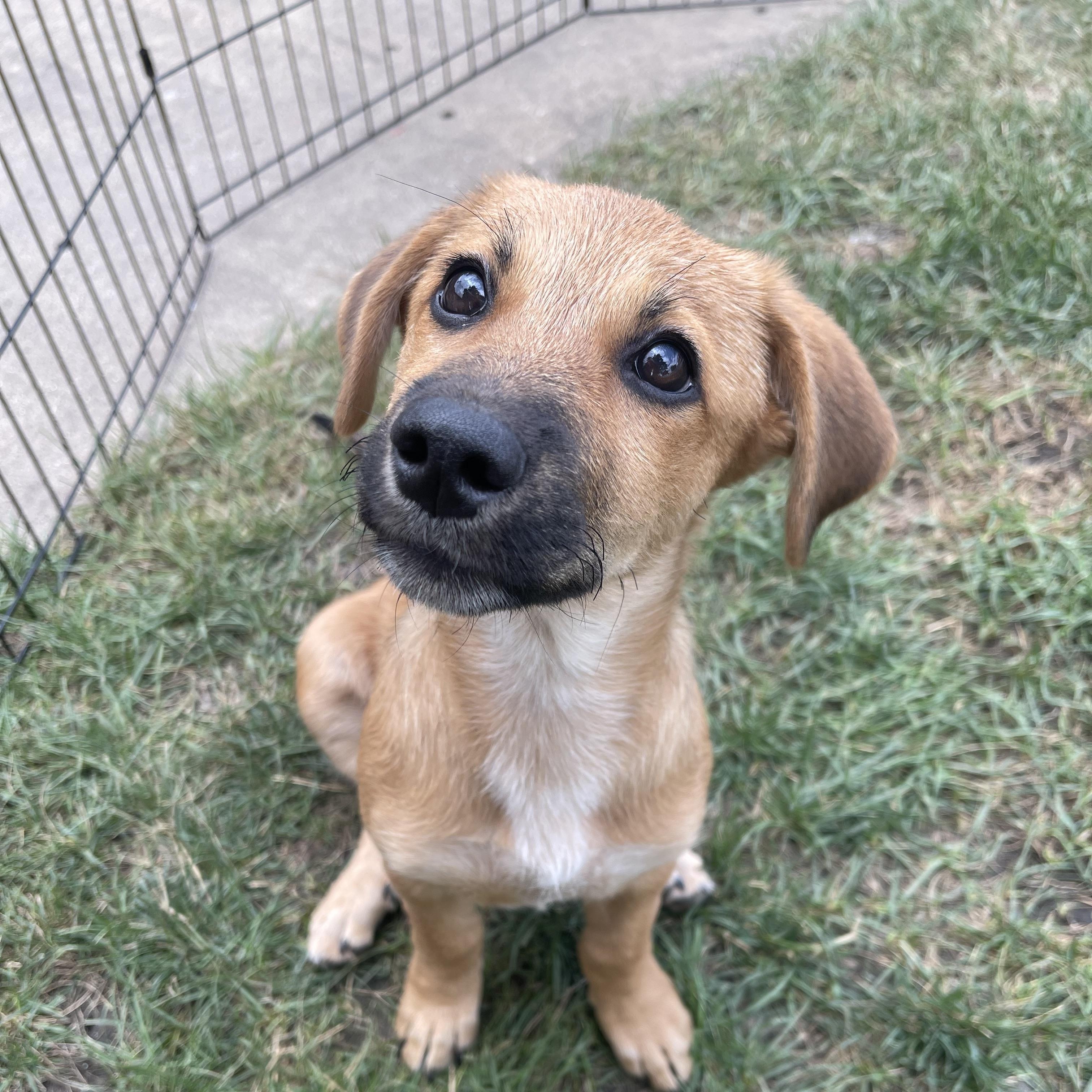 Sparkle, an adopted mixed breed in Addison, IL image 2/5