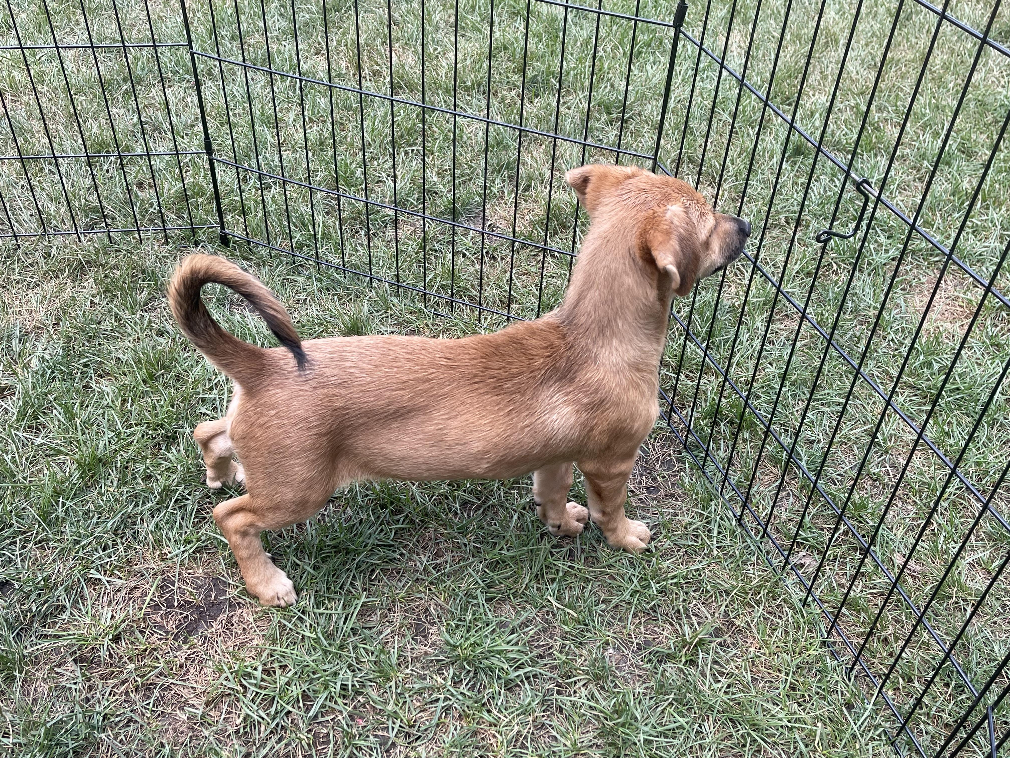 Sparkle, an adopted mixed breed in Addison, IL image 4/5