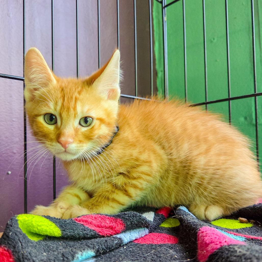 Gaslight, Adoptable, Kitten Male Domestic Short Hair.