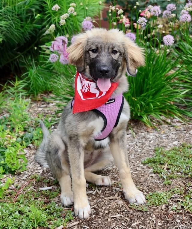 Enlarge Roo, an adoptable mixed breed in Palatine, IL image 1/6