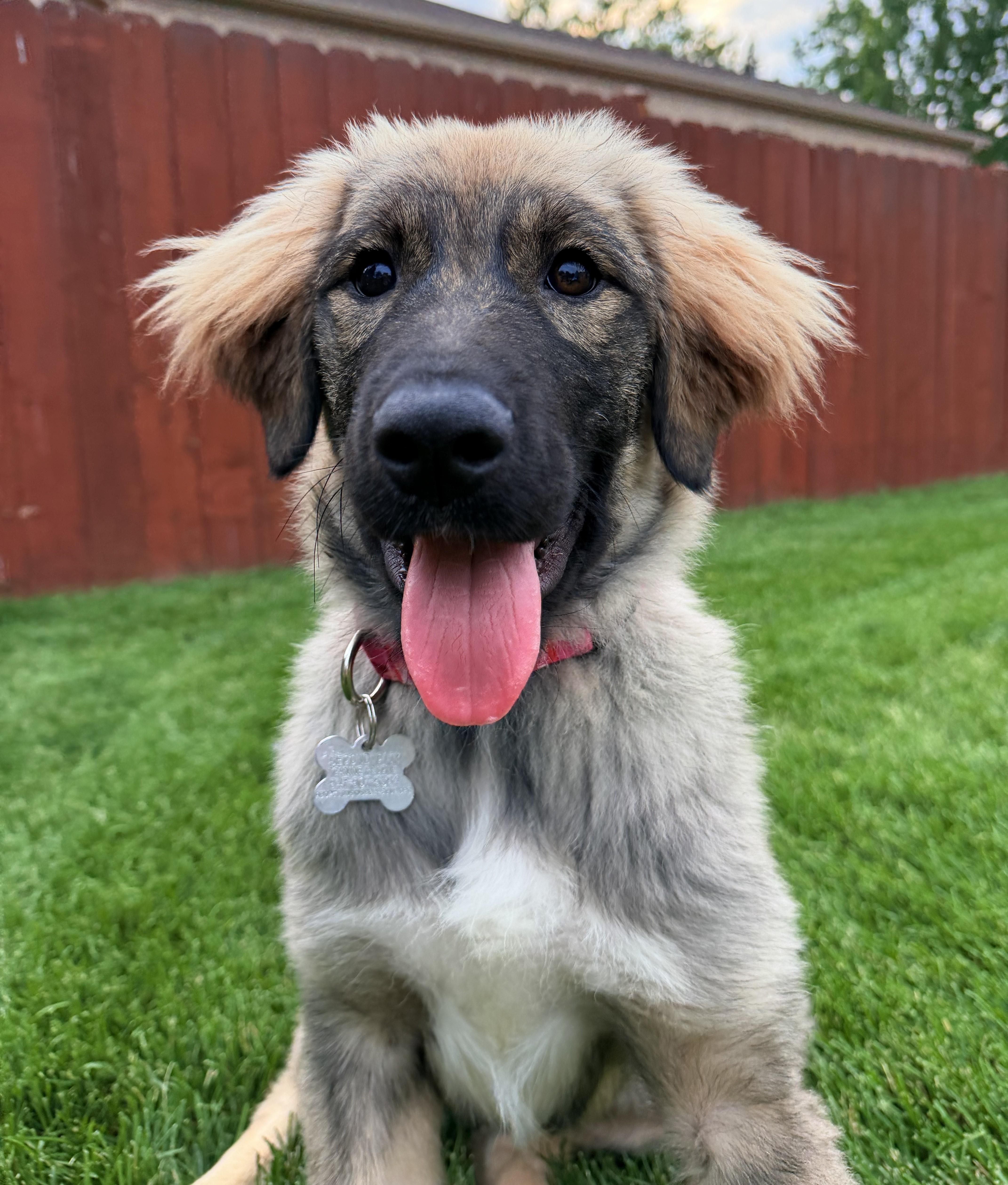 Enlarge Roo, an adoptable mixed breed in Palatine, IL image 3/6