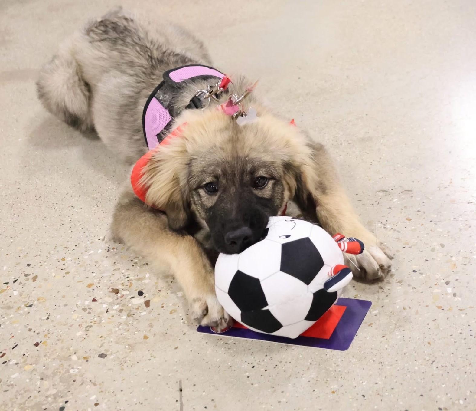 Enlarge Roo, an adoptable mixed breed in Palatine, IL image 5/6