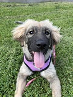 Enlarge Roo, an adoptable mixed breed in Palatine, IL image 2/6
