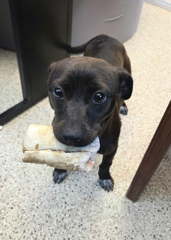 Fudge, Adoptable, Young Female Chihuahua.
