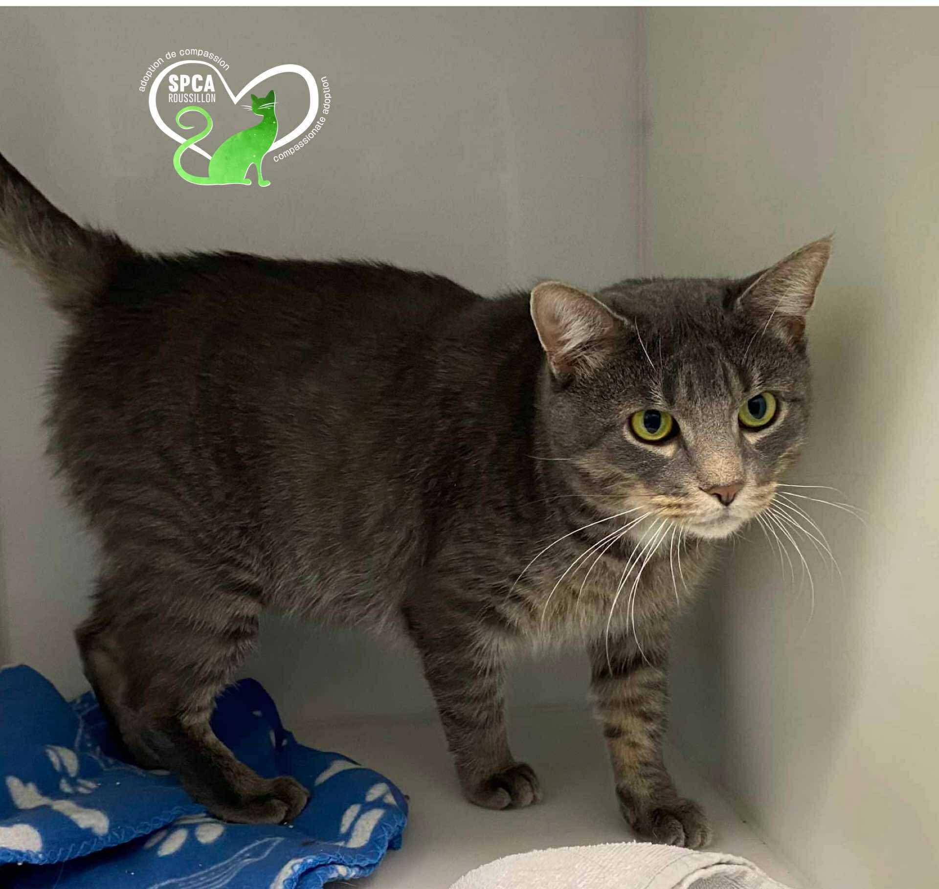 Enlarge Fred, a Adoptable Domestic Short Hair in Delson, QC image 1/1