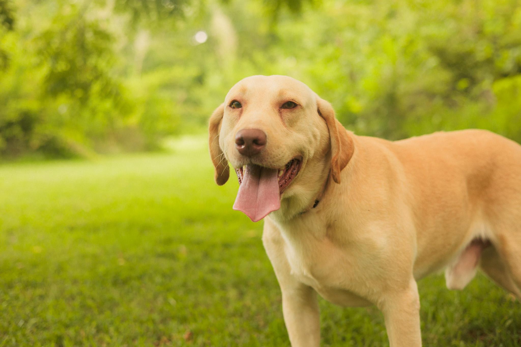 Scout  Transport thumbnail 2