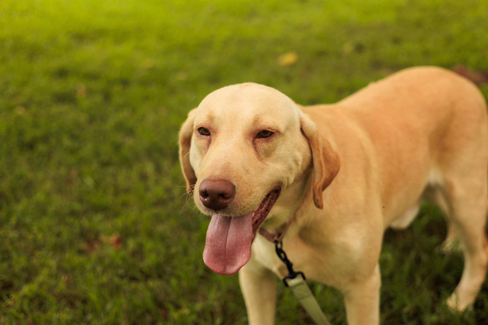 Scout  Transport thumbnail 3