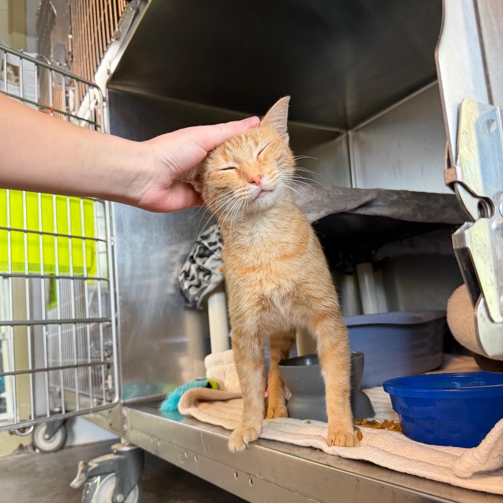 Enlarge Elizabeth, a Adoptable Domestic Short Hair in Mankato, MN image 1/4