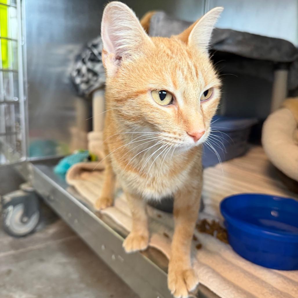 Enlarge Elizabeth, a Adoptable Domestic Short Hair in Mankato, MN image 2/4