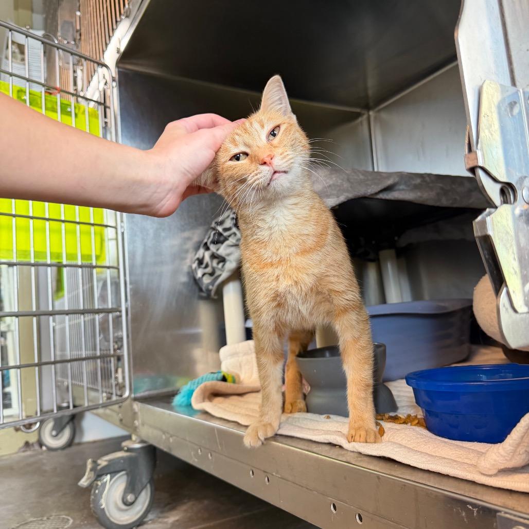 Enlarge Elizabeth, a Adoptable Domestic Short Hair in Mankato, MN image 3/4