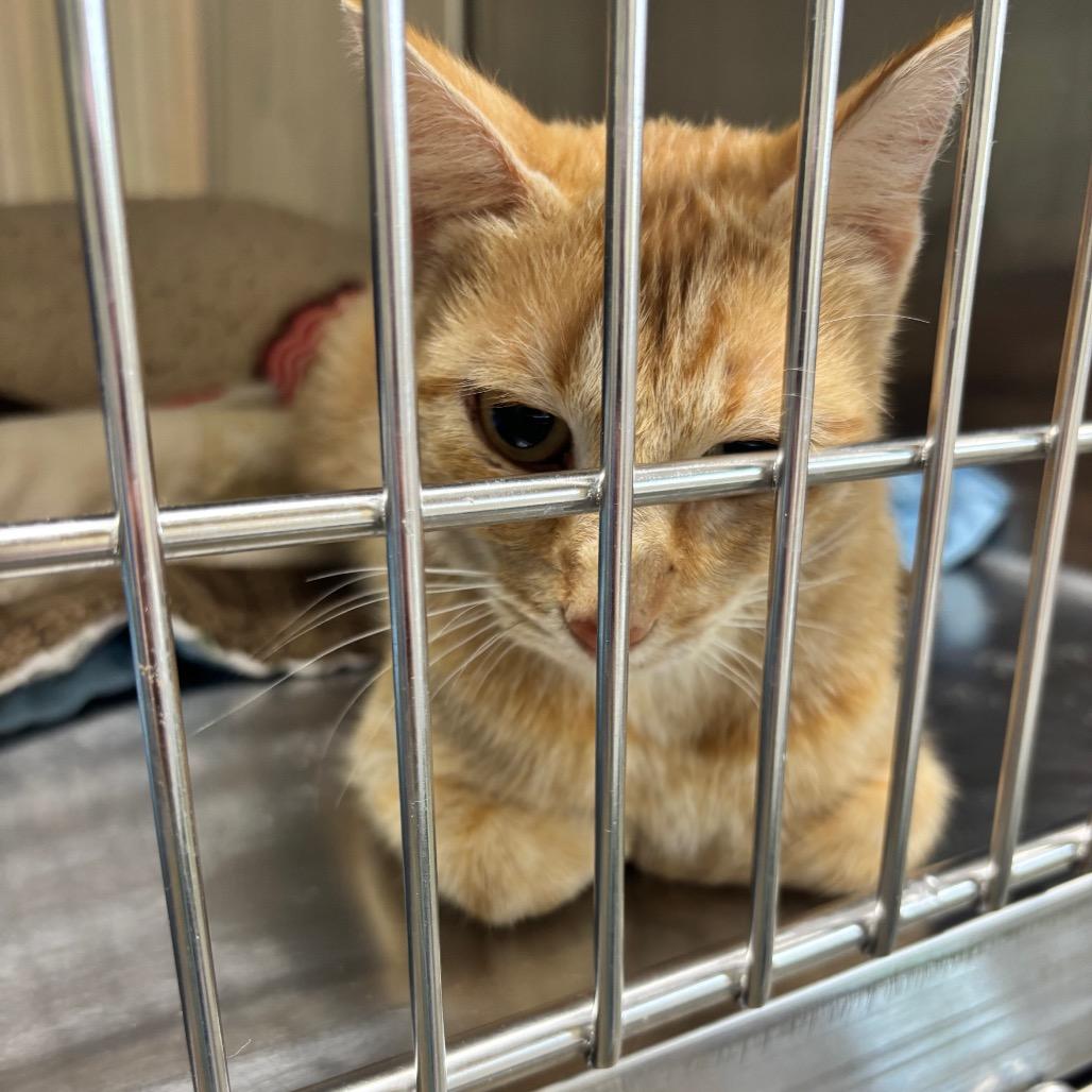 Enlarge Elizabeth, a Adoptable Domestic Short Hair in Mankato, MN image 4/4