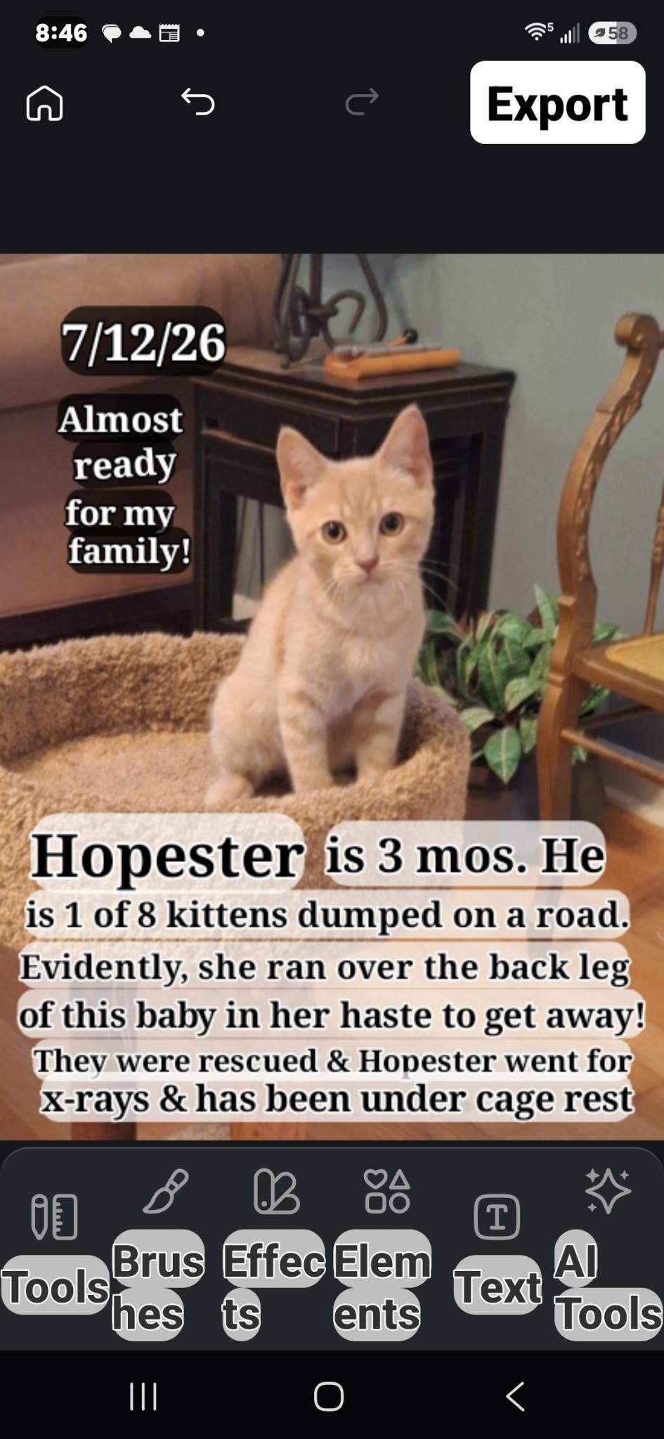 Hope-ster, ADOPTABLE, Young Male British Shorthair.