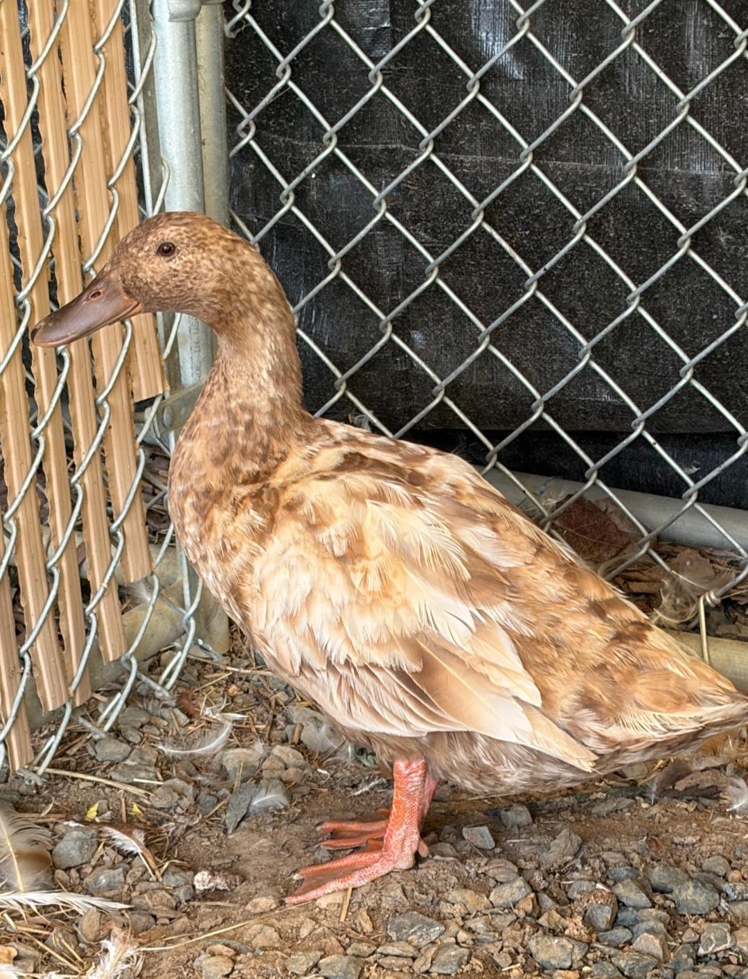 Janet Quackson, an adopted Duck in Clayton, NJ image 1/3