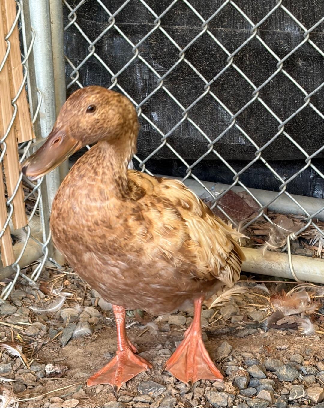 Janet Quackson, an adopted Duck in Clayton, NJ image 2/3