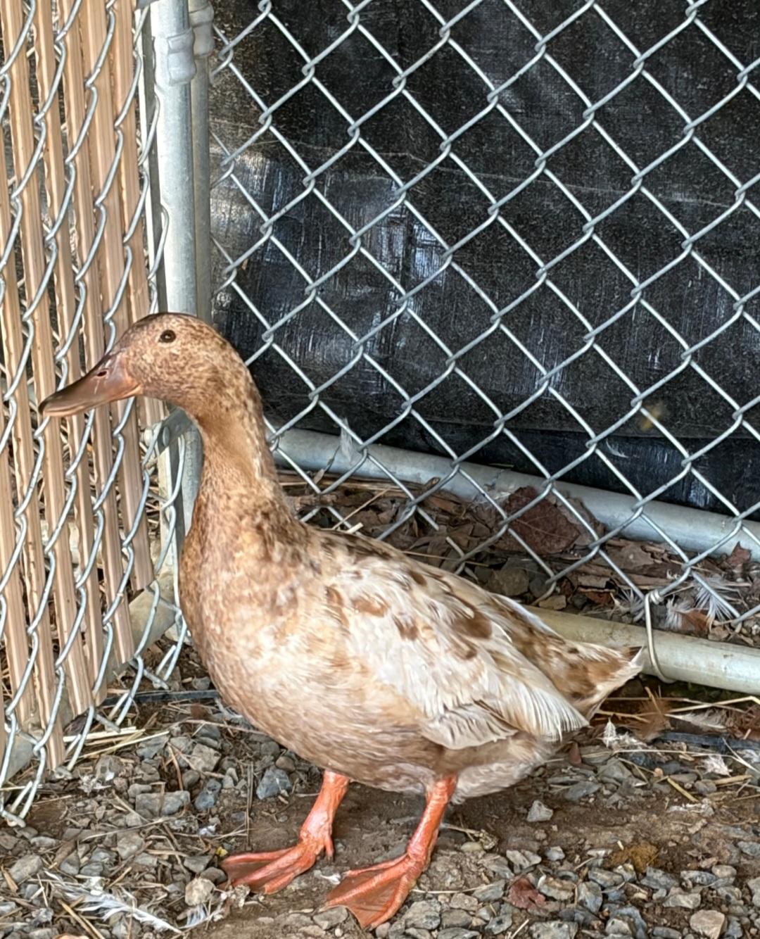 Janet Quackson, an adopted Duck in Clayton, NJ image 3/3