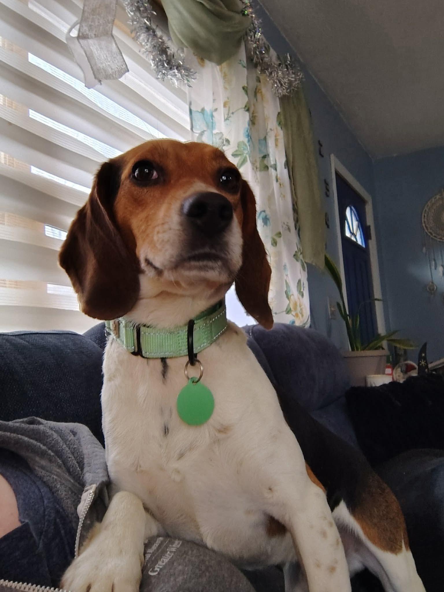 LL Drool J, ADOPTABLE, Young Male Beagle.