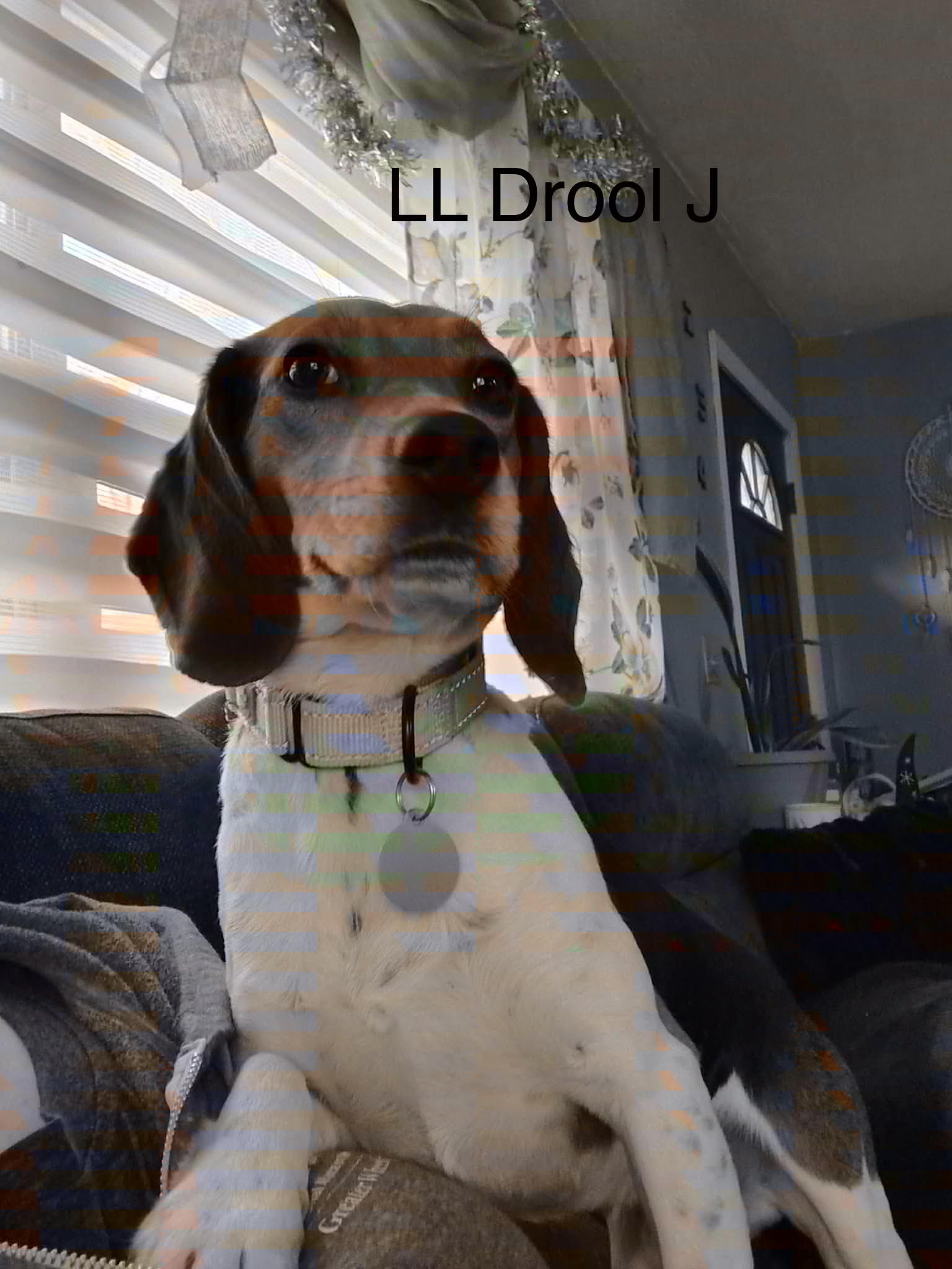 LL Drool J, ADOPTABLE, Young Male Beagle.