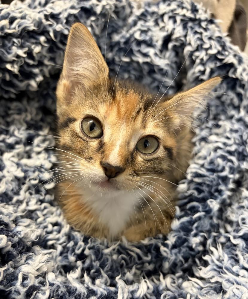 Minneola, Adoptable, Kitten Female American Shorthair.