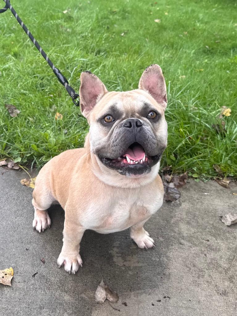 Enlarge Prince, a Adoptable mixed breed in Muskegon, MI image 1/6