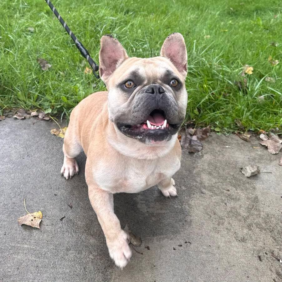 Enlarge Prince, a Adoptable mixed breed in Muskegon, MI image 2/6