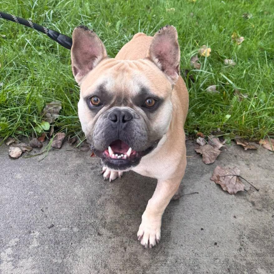 Enlarge Prince, a Adoptable mixed breed in Muskegon, MI image 3/6