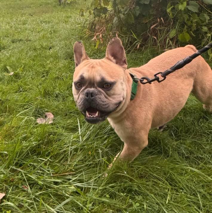 Enlarge Prince, a Adoptable mixed breed in Muskegon, MI image 5/6