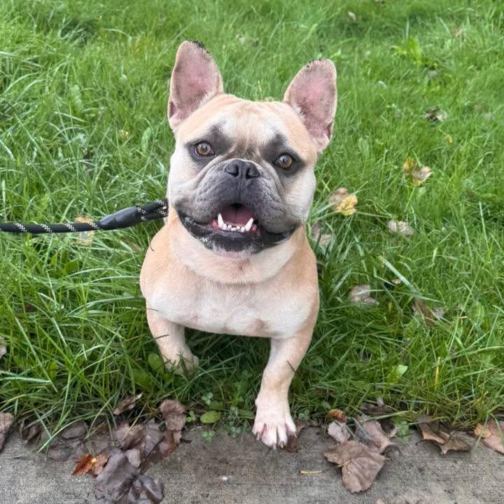 Enlarge Prince, a Adoptable mixed breed in Muskegon, MI image 6/6