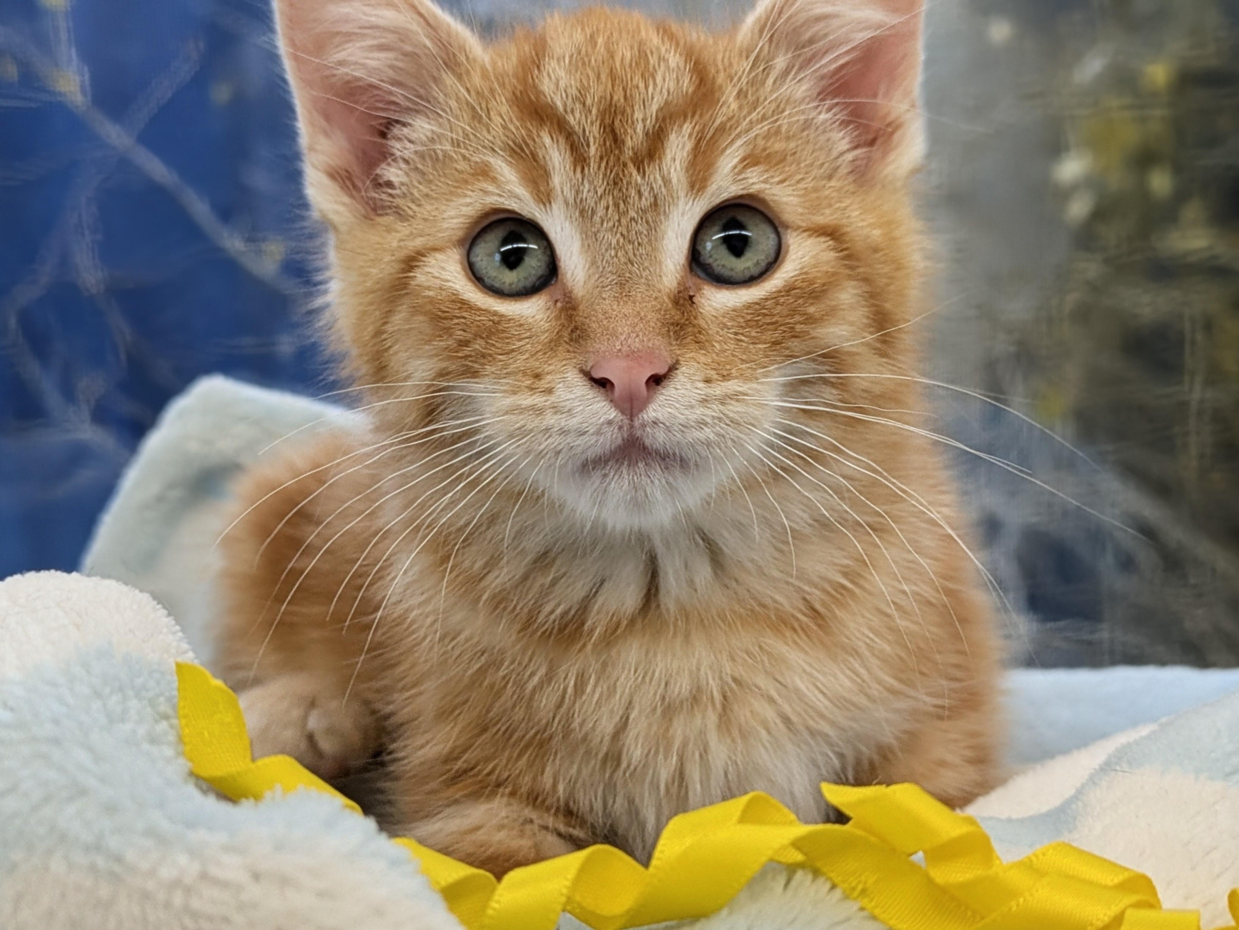 Kai, Adoptable, Young Male Domestic Short Hair.