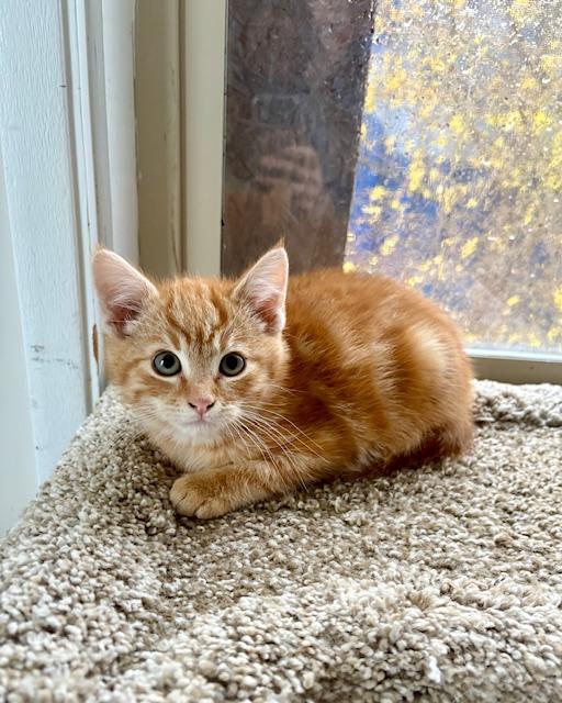 Kai, a Adoptable Domestic Short Hair in Bonnyville, AB image 2/2