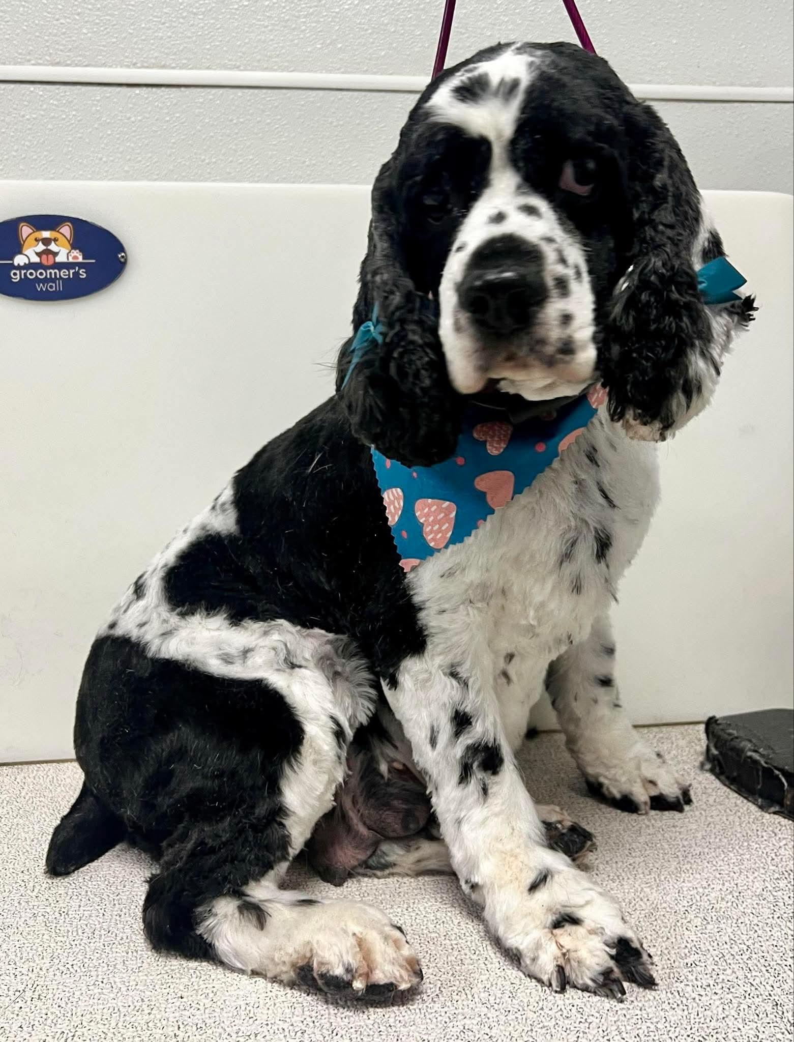 Libby, Adoptable, Adult Female Cocker Spaniel.