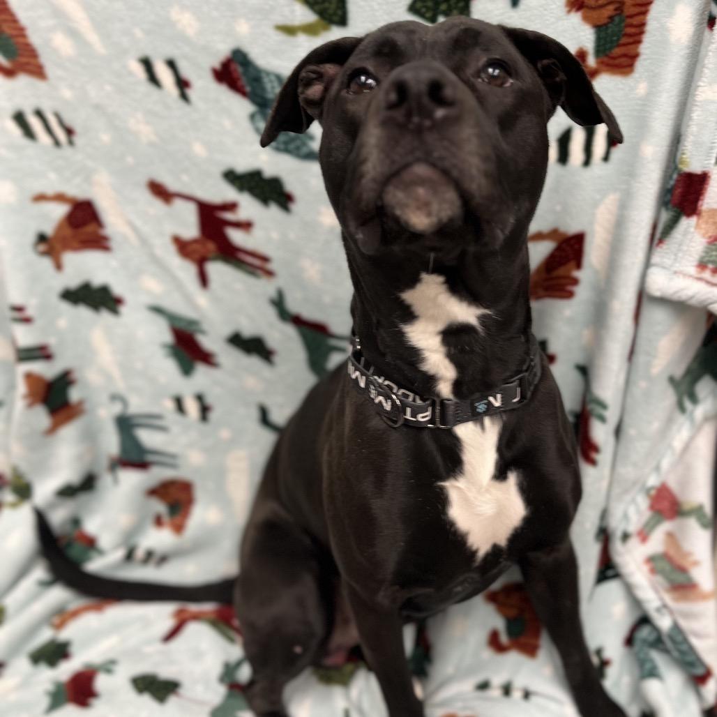 Harkness — thumbnail 2