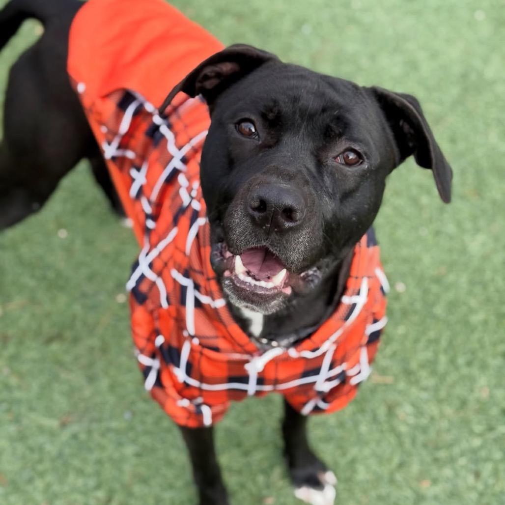 Harkness — thumbnail 3